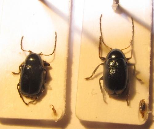 Cryptocephalus aquitanus